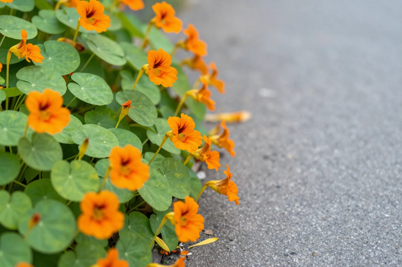 Bright orange nasturtium flowers with round green leaves trail along the edge of a gray paved path.