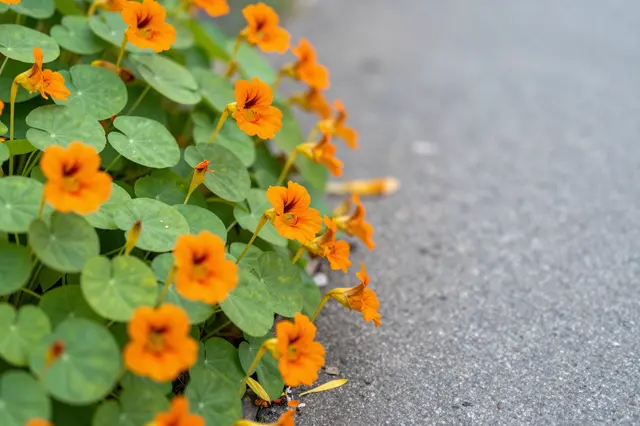 Bright orange nasturtium flowers with round green leaves trail along the edge of a gray paved path.