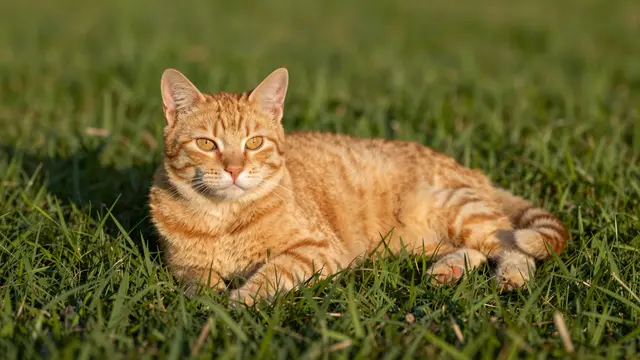 Ginger tabby cat rests on green grass, lit by warm golden hour sunlight while looking directly at the camera.