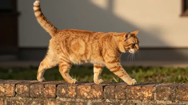 Orange tabby cat with tail held high walks along a low brick garden wall in warm golden sunset light