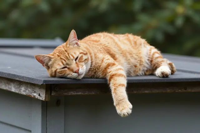 A sleepy orange tabby cat rests on a garden shed roof with one paw hanging over the edge.