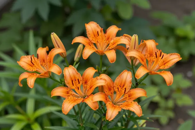 Clusters of open orange tiger lilies with unopened buds grow against blurred green summer garden foliage