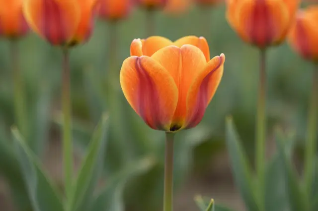 Sharp central orange-red tulip stands in focus with blurred orange tulips and green foliage in the background.