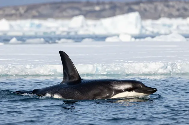 An orca surfaces in arctic ocean water adjacent to floating ice floes
