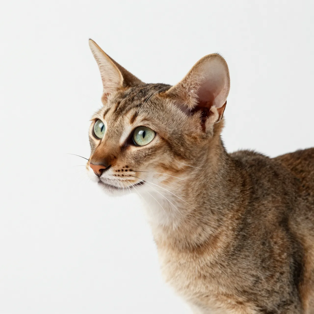 Upper body shot of a slender Oriental Shorthair cat facing left against a plain white studio backdrop
