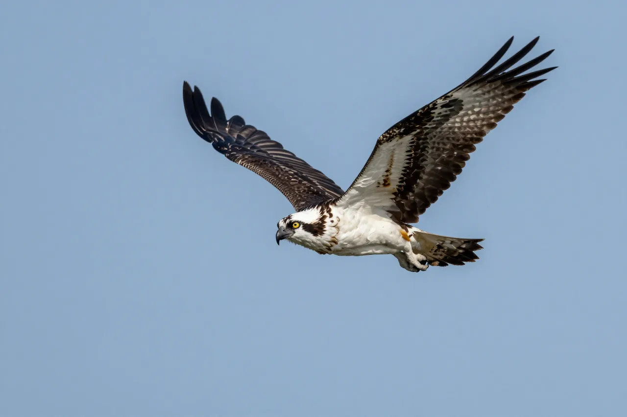 A detailed osprey flies with spread wings against a clear pale blue sky