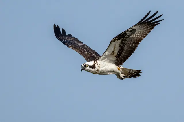 A detailed osprey flies with spread wings against a clear pale blue sky