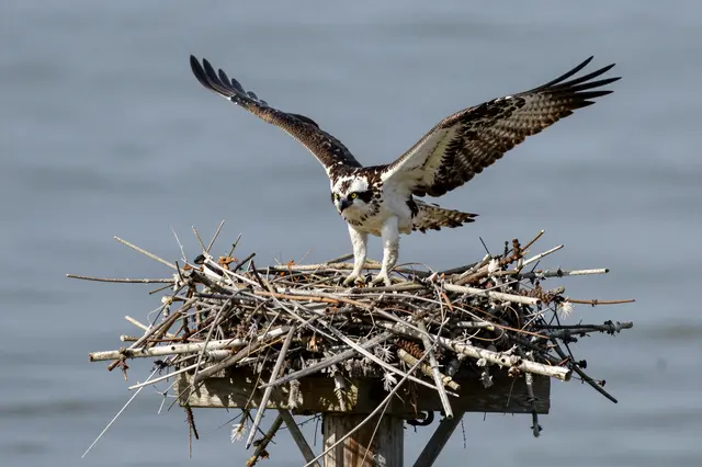 An osprey spreads its wings while standing on a stick nest atop a wooden pole over calm water.