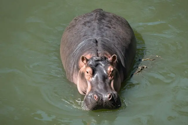 A hippopotamus floats in green river water, viewed from directly above under bright midday sun.