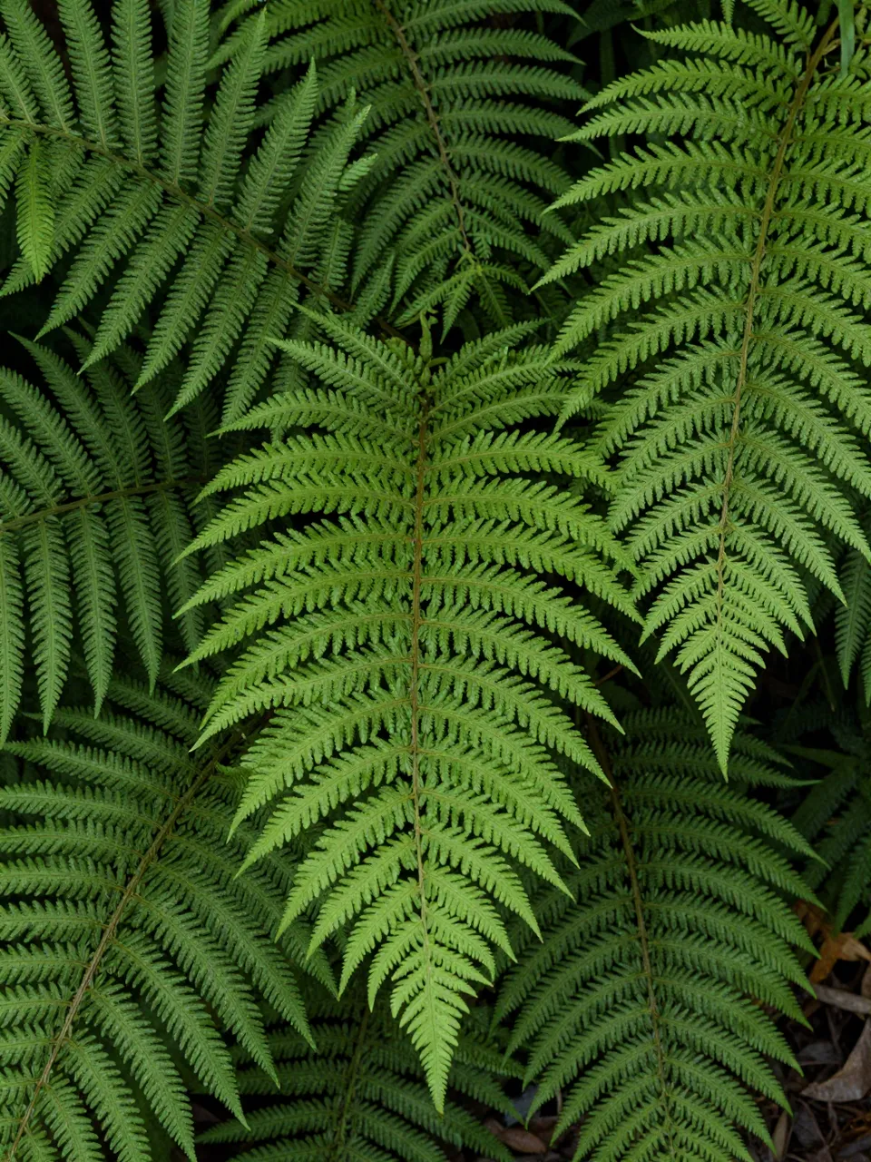 Top view of densely packed overlapping green fern fronds filling the entire frame