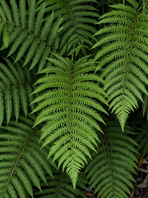 Top view of densely packed overlapping green fern fronds filling the entire frame
