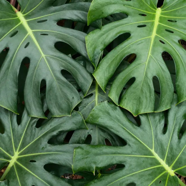 Top view of overlapping glossy monstera leaves with water droplets in soft diffused shade