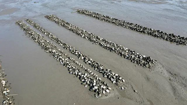 Aerial view of parallel shell rows marking oyster farm plots exposed on gray tidal mudflats at low tide