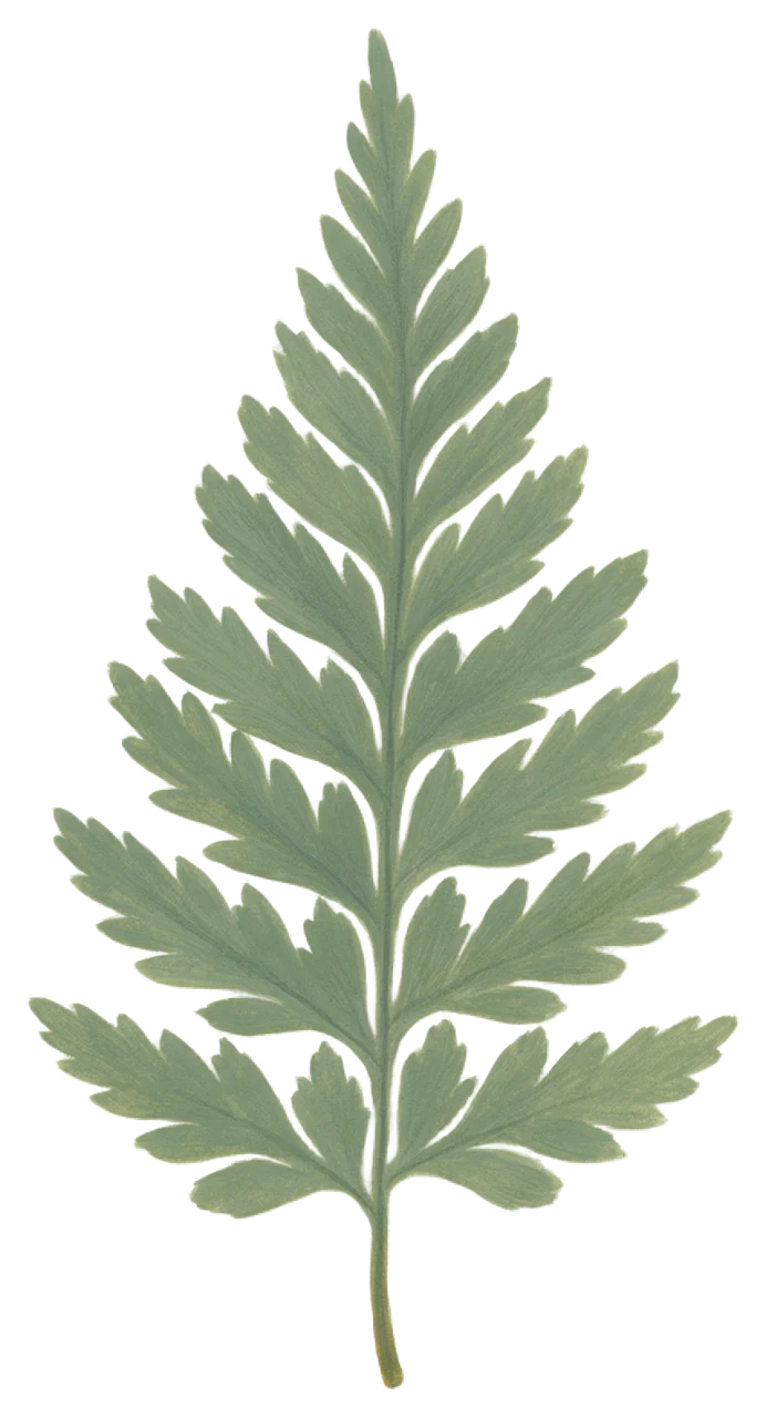 A muted green gouache illustration of a whole, centred fern leaf with visible soft brush texture