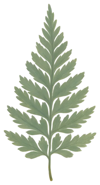 A muted green gouache illustration of a whole, centred fern leaf with visible soft brush texture