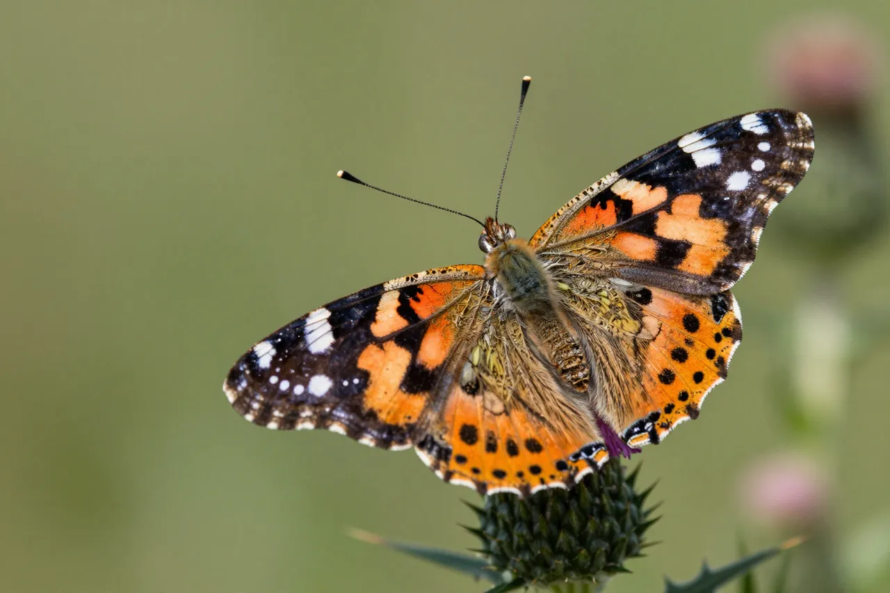A painted lady butterfly rests on the bud of a thistle with wings fully spread.