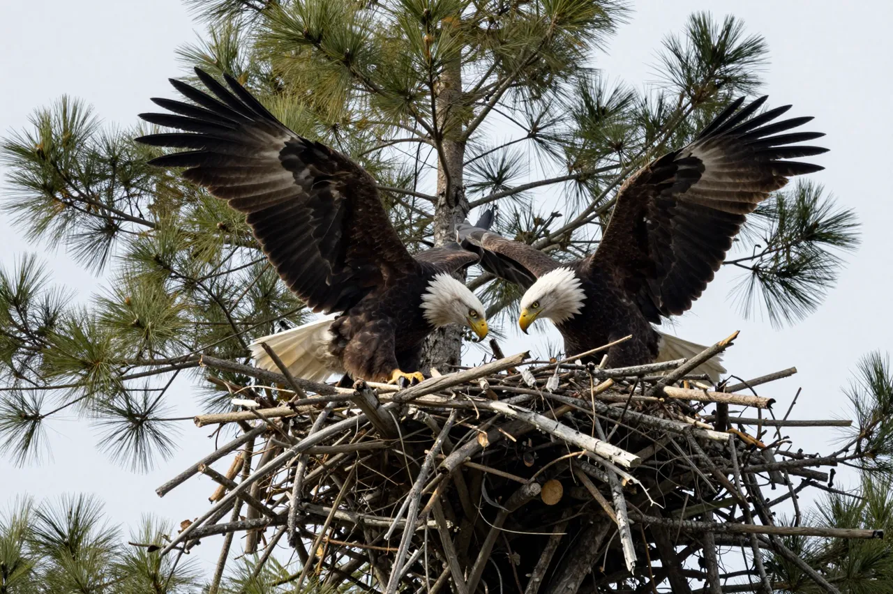 Two bald eagles with spread wings face each other atop a stick nest built in a tall pine tree