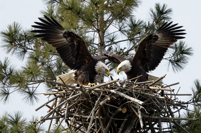 Two bald eagles with spread wings face each other atop a stick nest built in a tall pine tree