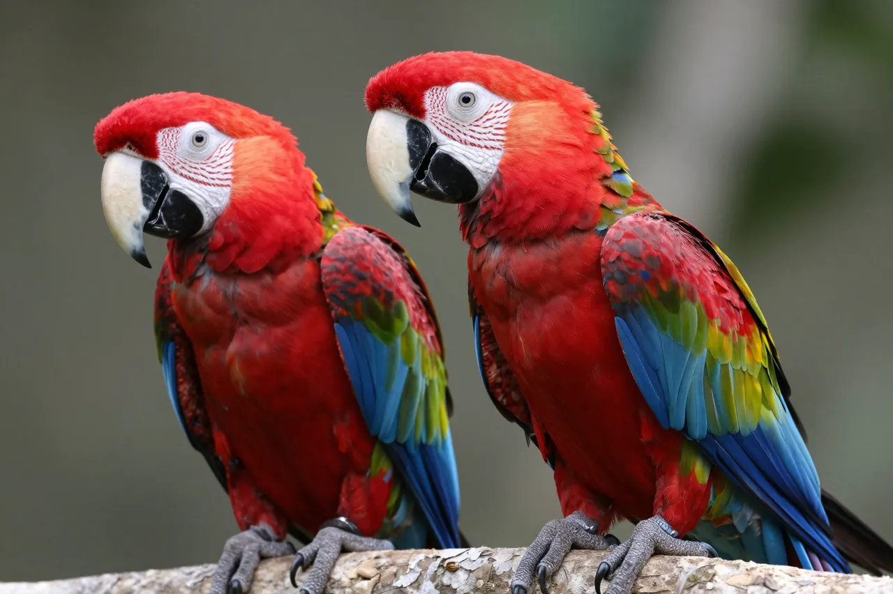 Two vibrant scarlet macaws sit side by side on a weathered wood branch against a blurred green background