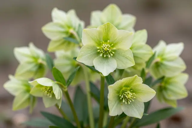 Close-up of pale green hellebore blooms with a soft blurred late winter background