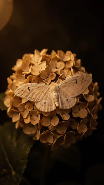 A pale moth rests on a dried hydrangea bloom in soft dim amber light