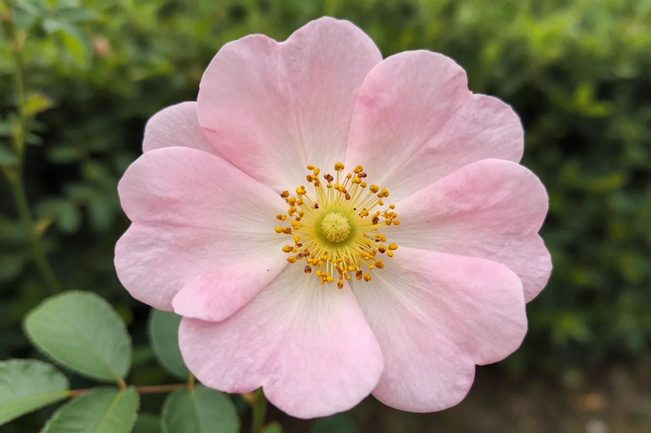 A close-up of a delicate pale pink wild rose with yellow stamen against blurred green hedge foliage