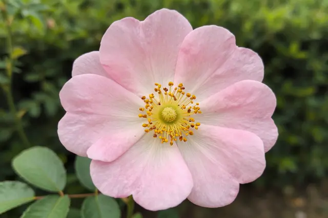 A close-up of a delicate pale pink wild rose with yellow stamen against blurred green hedge foliage