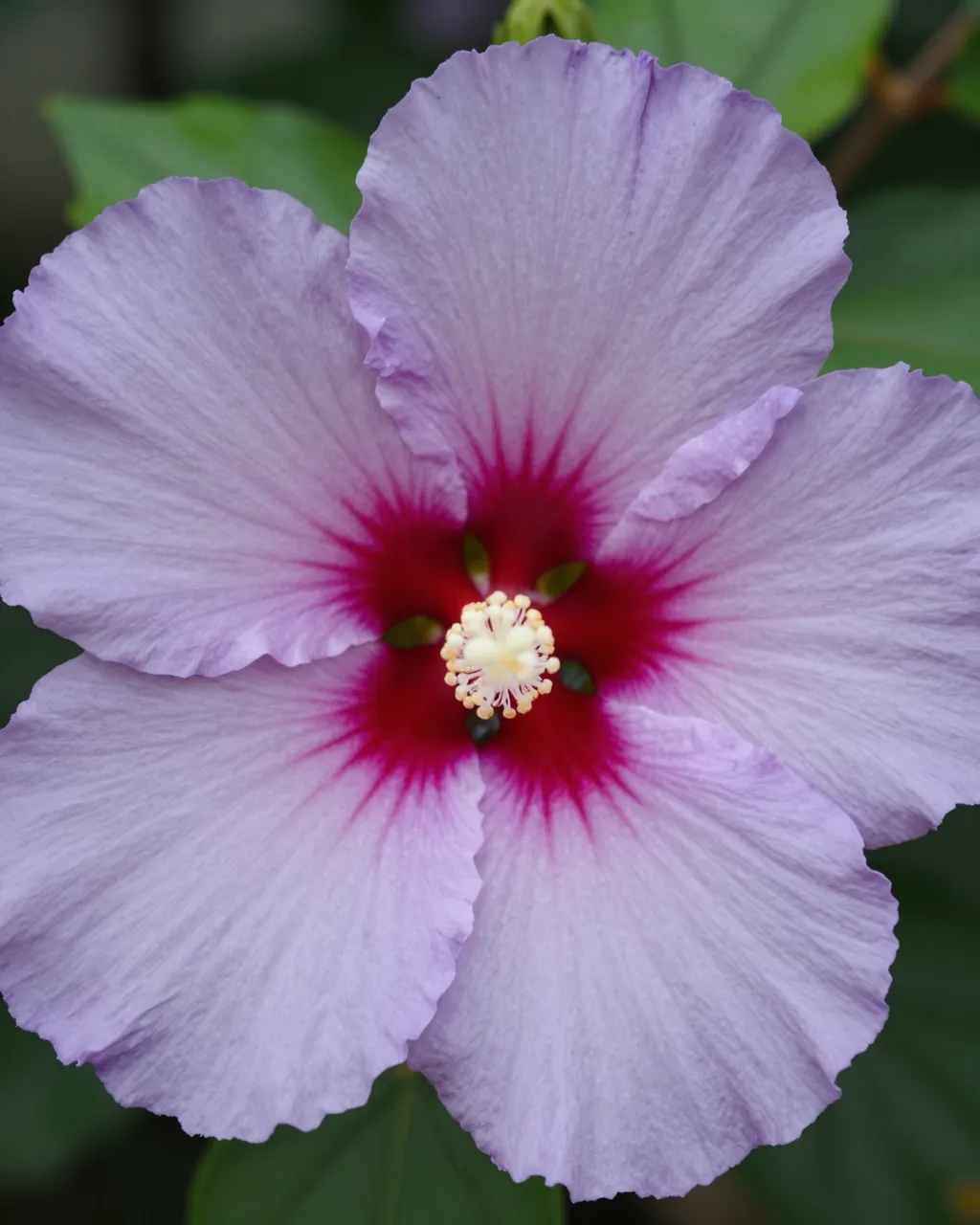 Close-up of a pale purple hibiscus flower with a deep magenta center and pale stamen, against blurred green foliage