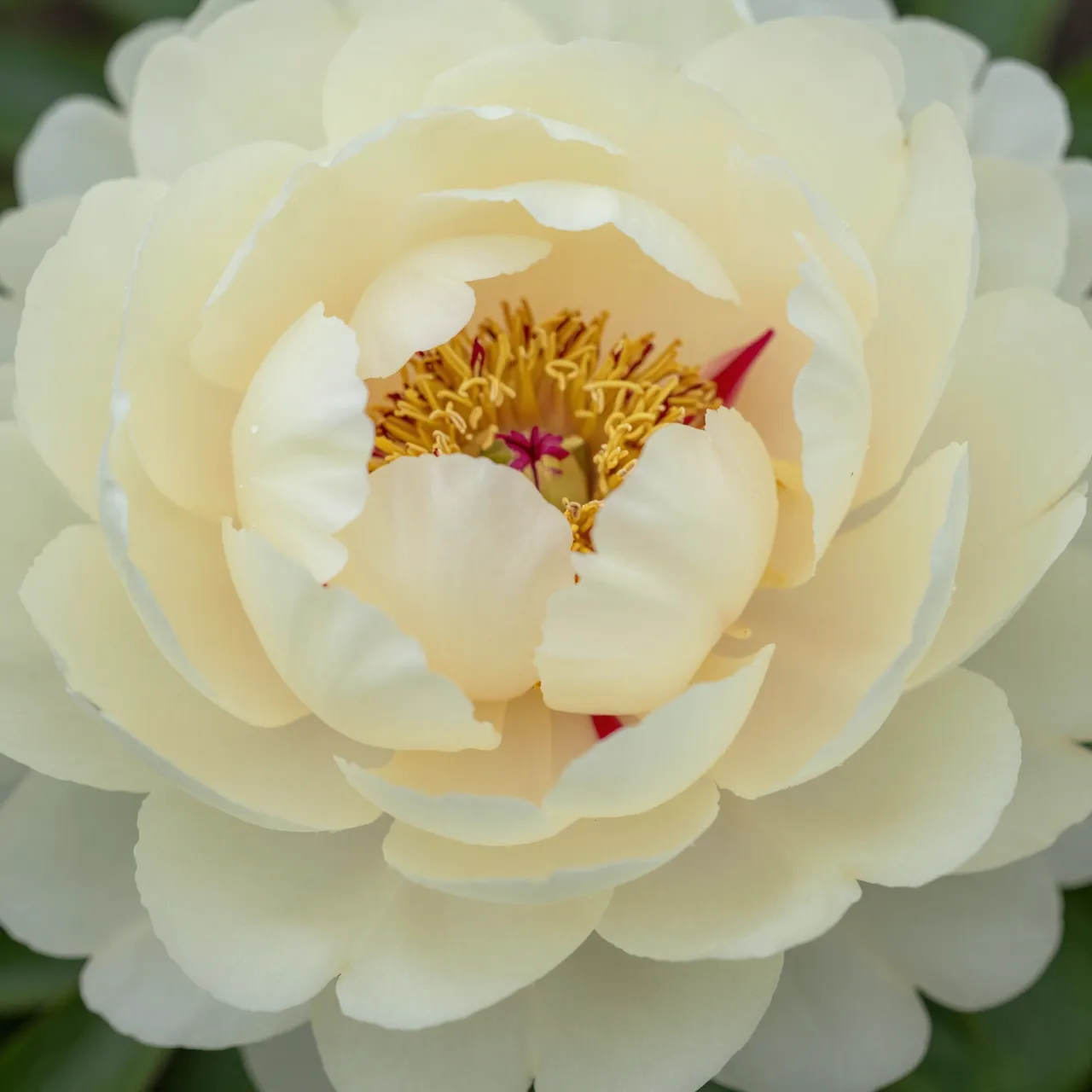 Close-up view of a pale yellow peony with subtle red accents near its petal bases