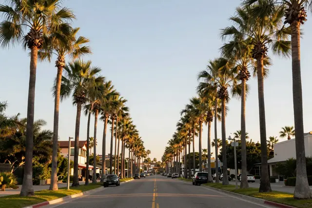 A straight residential street lined with tall royal palm trees glowing in warm golden hour light