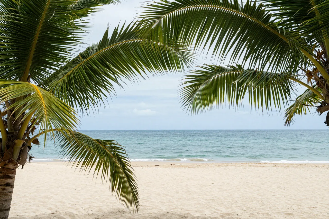 Overhanging palm fronds frame a view of a sandy beach and calm ocean under a pale sky