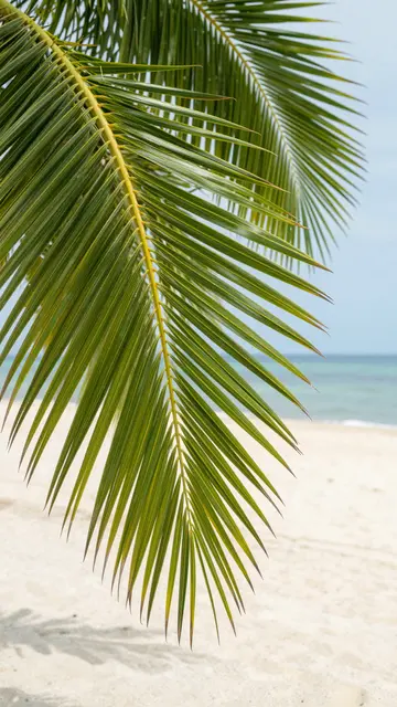 Coconut palm frond in the foreground frames a bright sandy beach and calm turquoise ocean under a pale blue sky.
