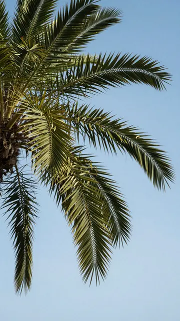 Looking up at sunlit palm tree fronds spread against a clear bright blue sky