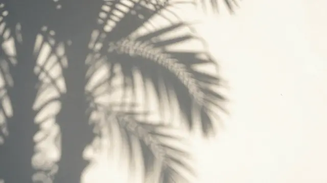Soft blurred dappled palm frond shadows fall across a warm pale off-white wall with empty copy space on the right