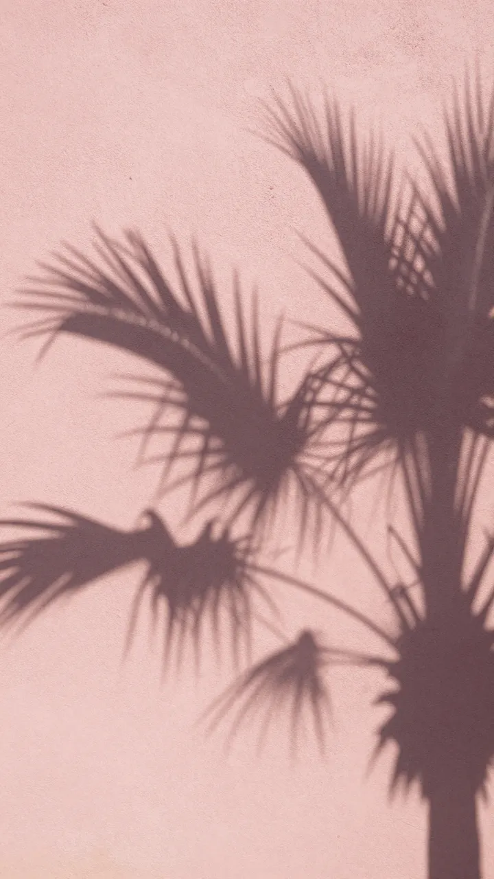 Soft blurred palm frond shadows fall across a textured pink stucco wall