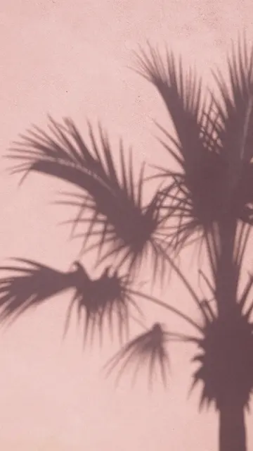 Soft blurred palm frond shadows fall across a textured pink stucco wall