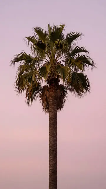 A tall single palm tree stands centered against a soft gradient pink and lavender sky