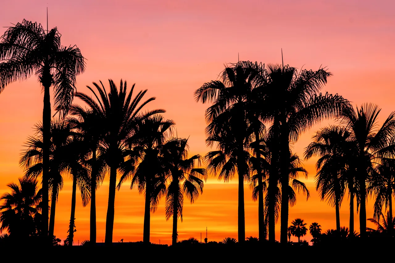 Black palm tree silhouettes stand against a glowing gradient orange and pink sunset sky.