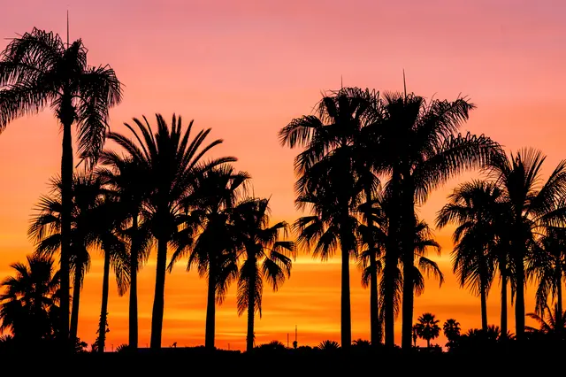Black palm tree silhouettes stand against a glowing gradient orange and pink sunset sky.