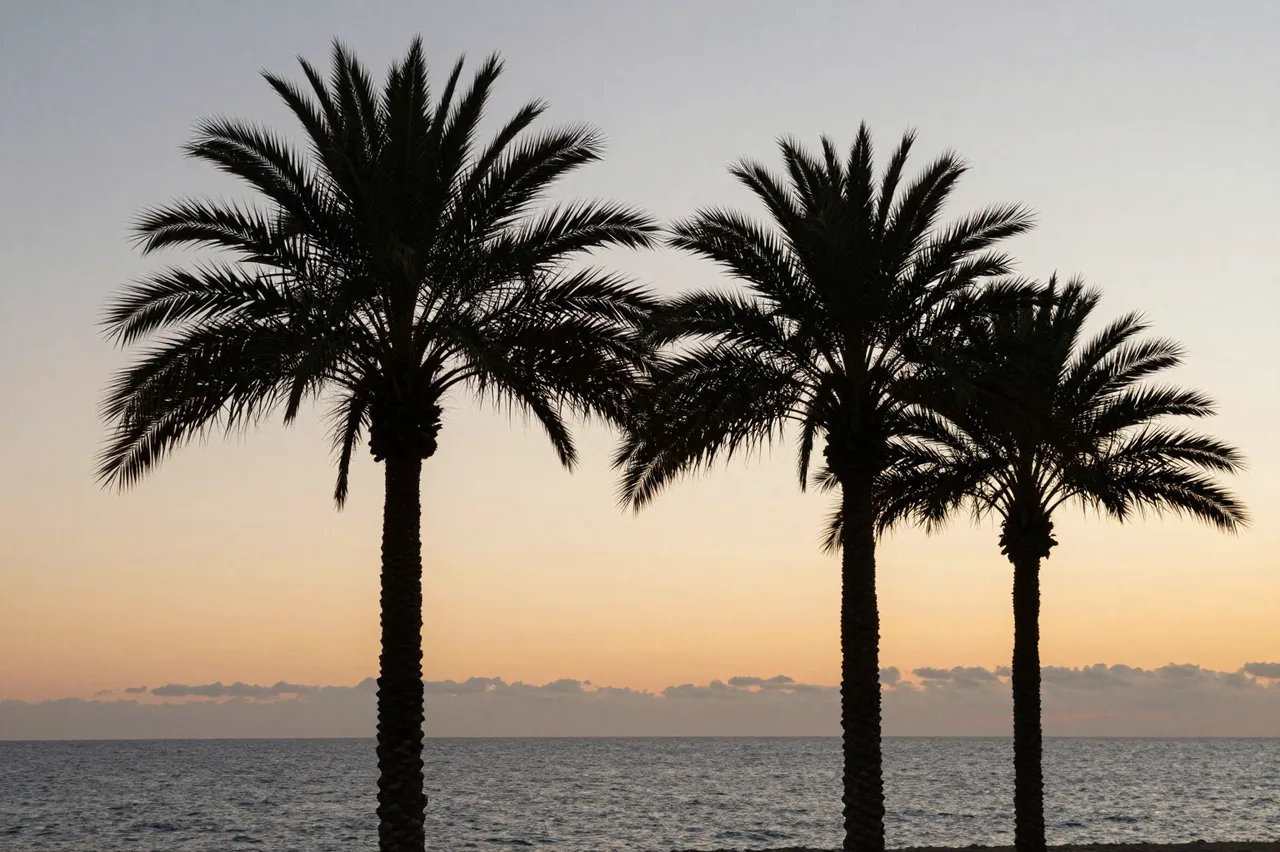 Dark palm tree silhouettes stand against a warm gradient sunset sky above a calm coastal sea.