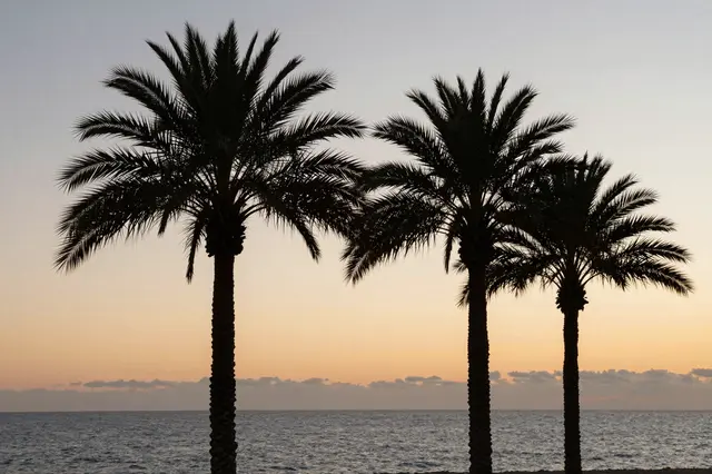 Dark palm tree silhouettes stand against a warm gradient sunset sky above a calm coastal sea.