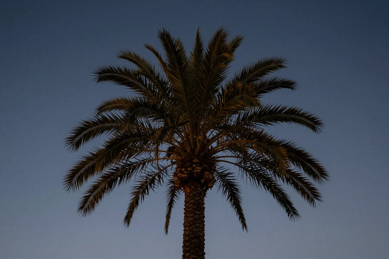 A date palm tree stands silhouetted against a soft gradient deep blue dusk sky