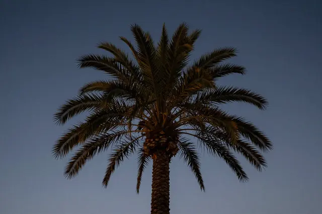 A date palm tree stands silhouetted against a soft gradient deep blue dusk sky