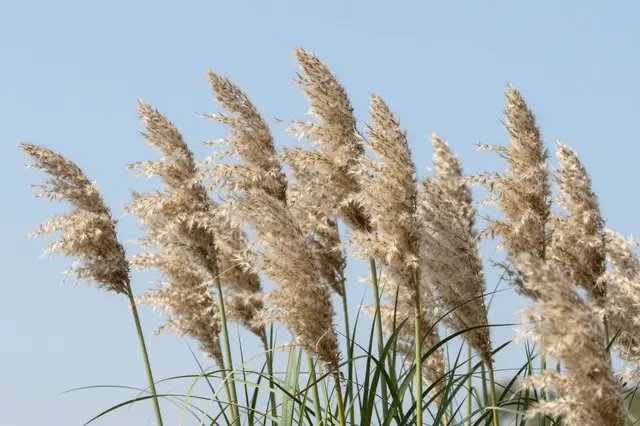 Feathery pampas grass plumes lean gently against a clear pale blue sky