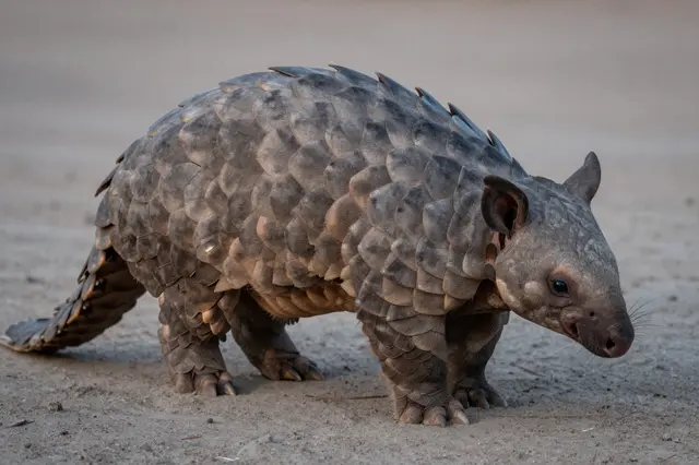 A pangolin with overlapping textured scales stands on dry sandy ground under soft dusk lighting.