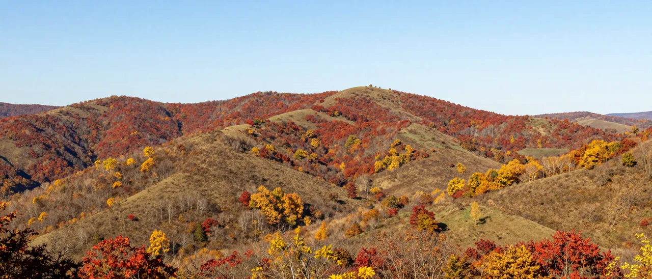 Wide panoramic view of rolling autumn hills covered in red and gold foliage under a clear pale blue sky