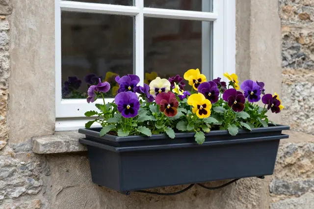 Dark plastic window box filled with colorful pansies mounted beneath a white framed window on a rough stone wall.