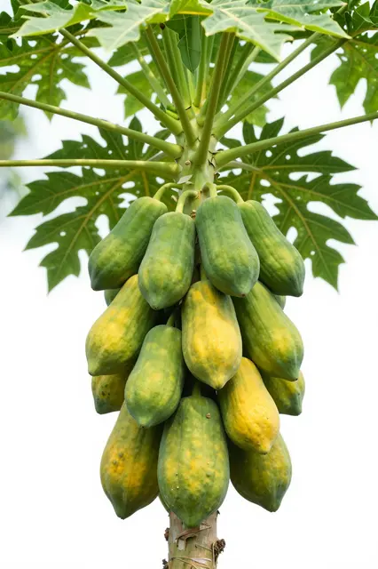 Cluster of green and yellow ripening papayas hangs beneath papaya tree foliage against a bright pale background