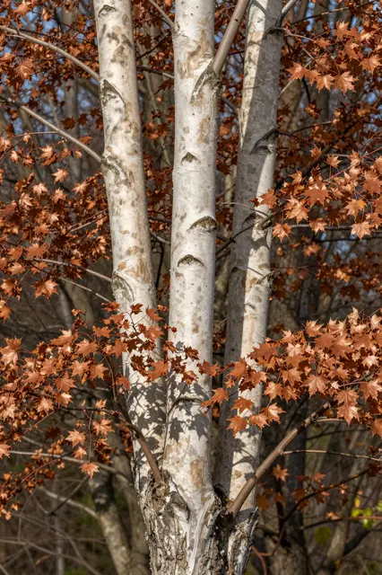 Close-up of pale peeling paperbark maple trunks surrounded by copper-brown autumn foliage in sunlight