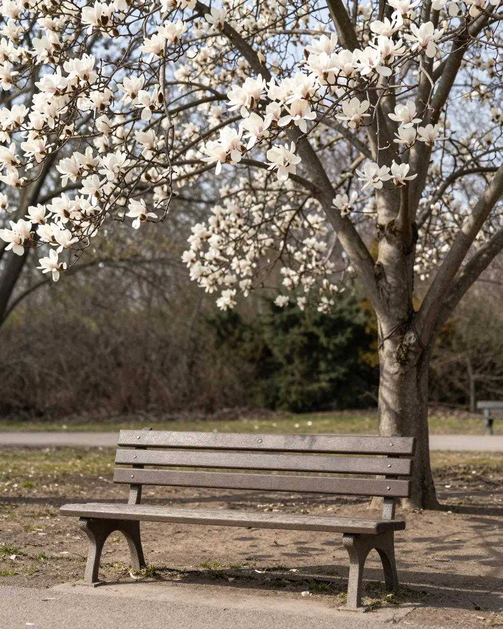 Empty park bench sits beneath a flowering white magnolia tree on a quiet sunny morning